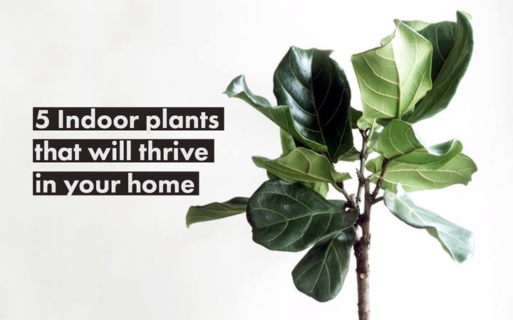 Thrive Guide - 5 Indoor Plants That Will Thrive in your 