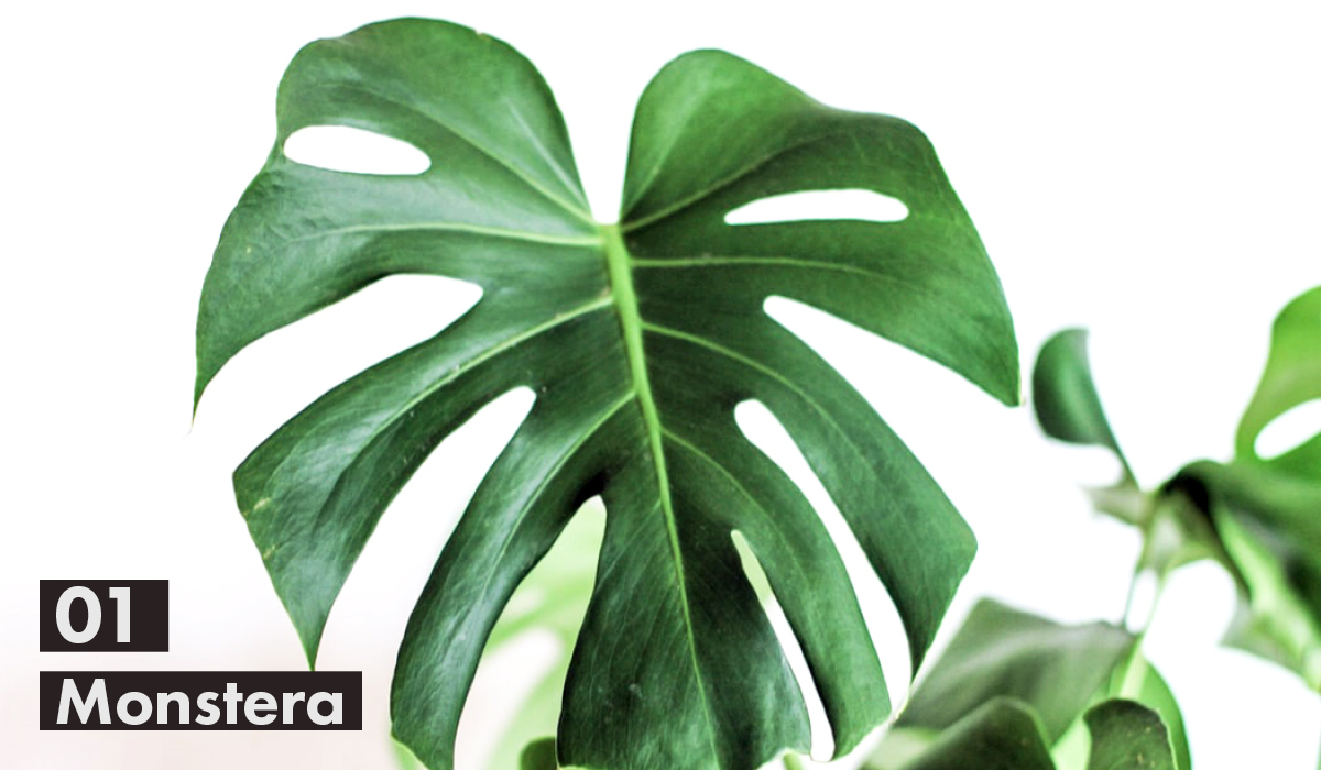 Thrive Guide - 5 Indoor Plants That Will Thrive in your 